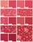 Petals And Polka Dots 10" Square Pack (Layer Cake) by Moda (3080LC)